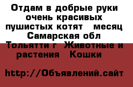 Отдам в добрые руки,очень красивых пушистых котят,1 месяц - Самарская обл., Тольятти г. Животные и растения » Кошки   